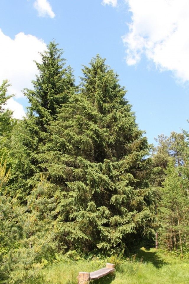 Тянь-шаньская ель (Schrenk's Spruce)