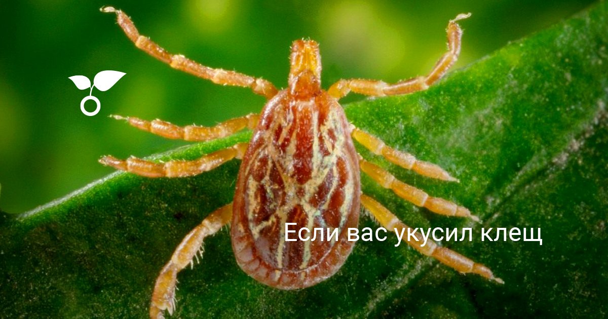 Если вас укусил клещ. Клещевой энцефалит. Как извлечь клеща. Куда ...