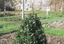 Самшит вечнозеленый (Buxus sempervirens)