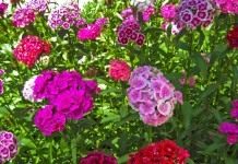 Гвоздика турецкая (Sweet William)
