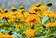 Девясил высокий (Inula helenium)