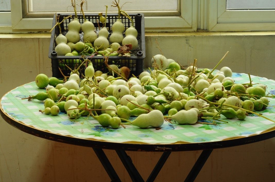 Лагенария, или Горлянка — овощ на все руки. Калабас. Уход, выращивание,размножение. Фото — Ботаничка