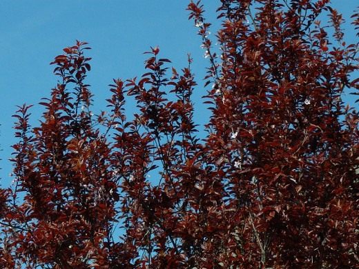 Слива кроваво-красная Вуди (Prunus cerasifera - Woodii)