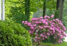 Рододендрон остроконечный (Rhododendron mucronulatum)