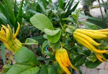 Цитрон (Citron)