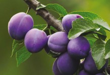 Слива домашняя (Prunus domestica)