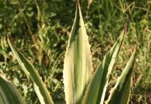 Агава американская (Agave americana)
