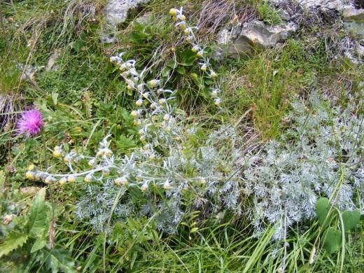 Полынь блестящая (Artemisia nitida)