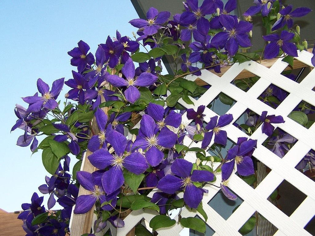 Сорты с фиолетовыми цветками