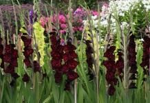 Гладиолус (Gladiolus)