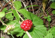 Княженика обыкновенная (лат. Rubus arcticus)