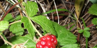 Княженика обыкновенная (лат. Rubus arcticus)