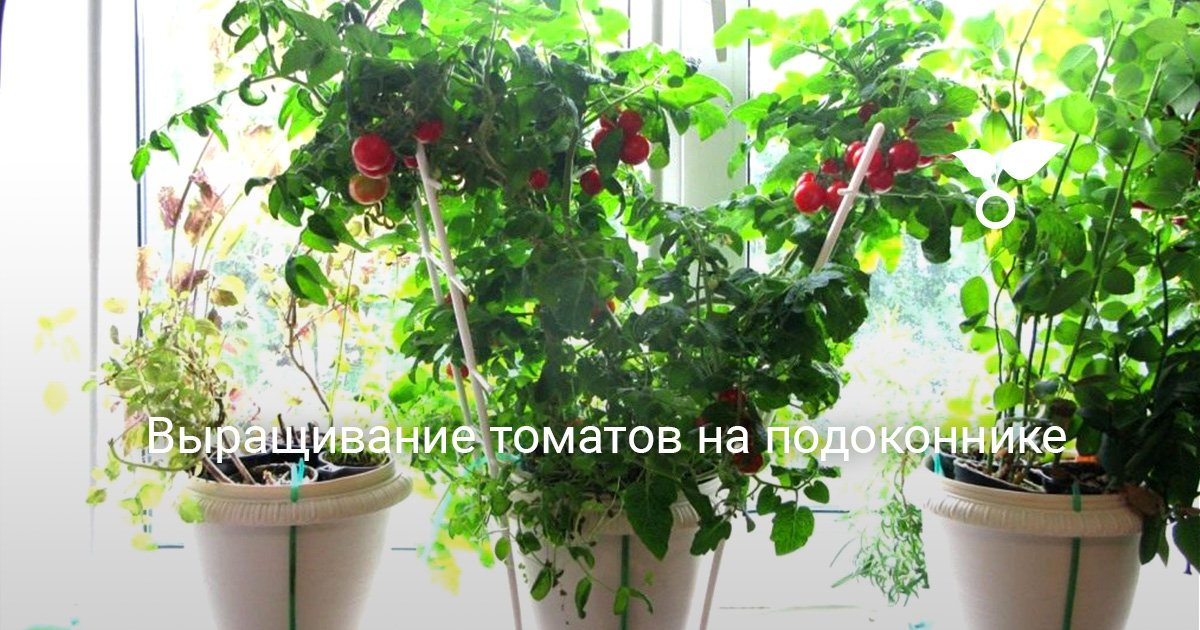 Выращивание томатов на подоконнике. Помидоры на окне. Уход, выращивание.Фото — Ботаничка