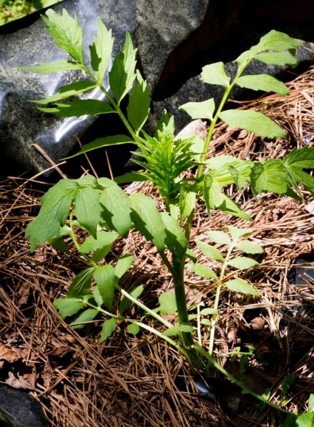 Валериана лекарственная, или Кошачья трава (Valeriana officinalis)