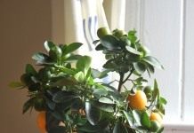 Цитрусовое дерево (Citrus tree)
