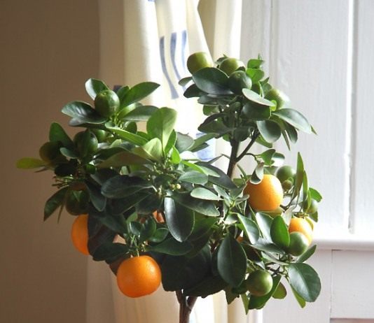 Цитрусовое дерево (Citrus tree)