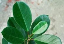 Фикус каучуконосный, или Фикус эластичный (Ficus elastica)