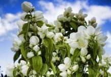 Чубушник, или Садовый жасмин (Philadelphus)