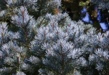 Ель голубая, или Ель колючая (Picea pungens)