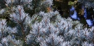 Ель голубая, или Ель колючая (Picea pungens)