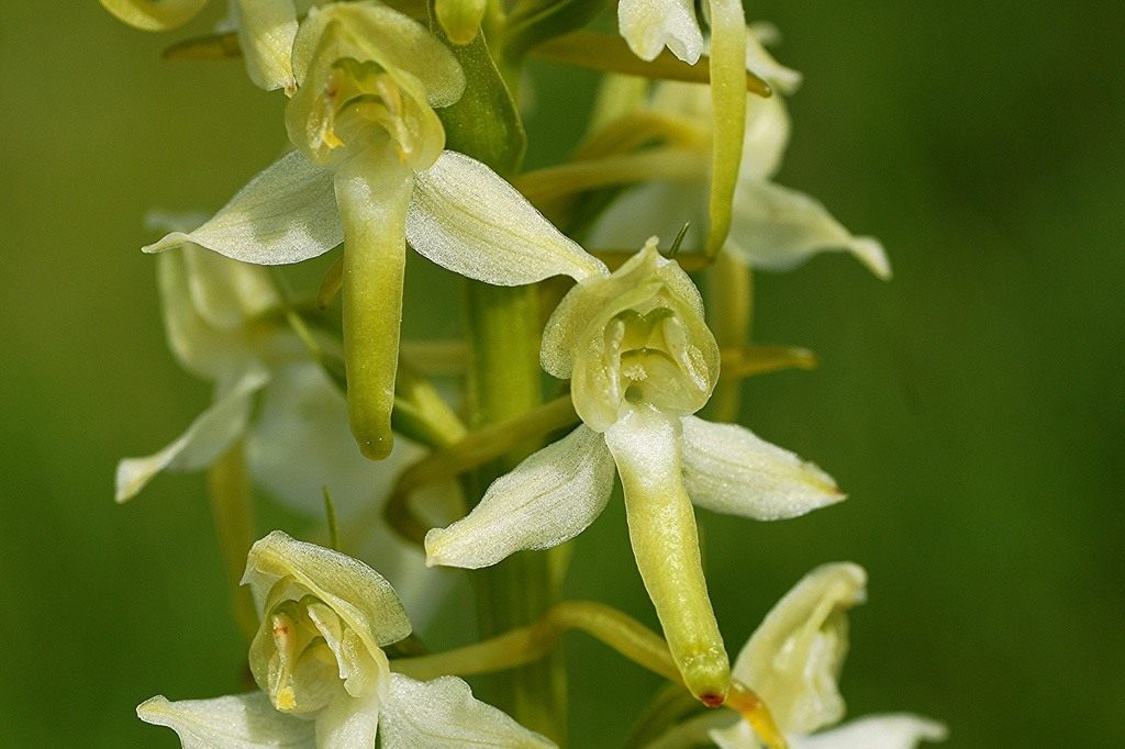 Любка двулистная: описание, размножение и выращивание ночной фиалки (18 фото) | Где растет орхидея? Выращивание в саду