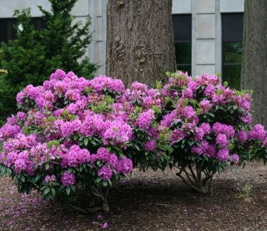 Рододендрон (Rhododendron)