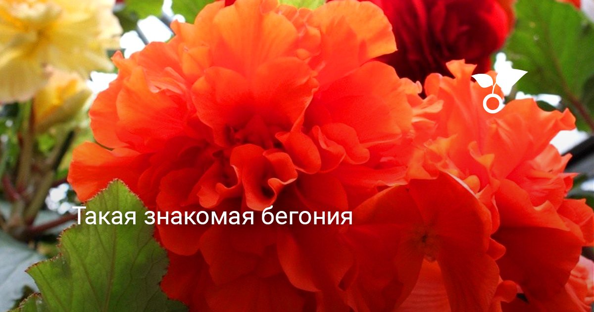 Такая знакомая бегония. Фото — Ботаничка