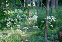 Валериана лекарственная (Valeriana officinalis)