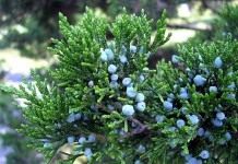 Можжевельник (Juniperus)