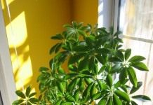 Шеффлера (Schefflera)