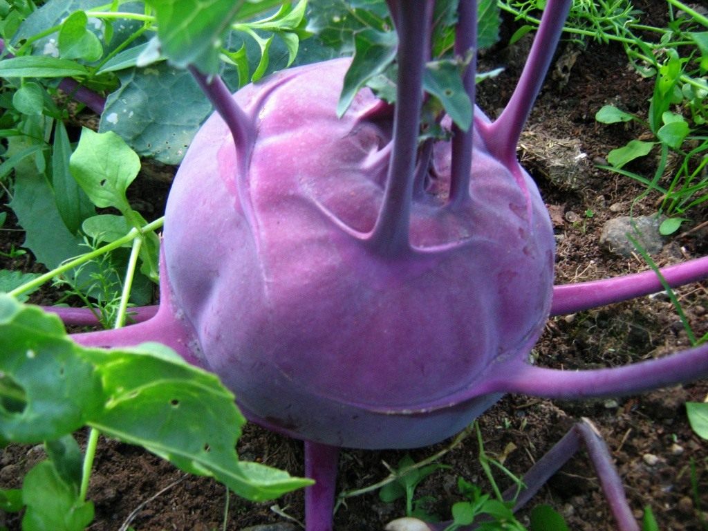 Капуста кольраби: как выглядят фиолетовые и красные сорта и виды похожего на репу овоща