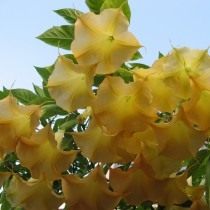 Дурман, или Датура с жёлтыми цветками