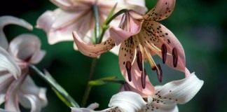 Лилия азиатская "Пинк Твинкл" (Asiatic Lily 'Pink Twinkle')