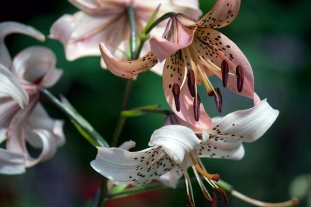 Лилия азиатская "Пинк Твинкл" (Asiatic Lily 'Pink Twinkle')