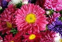 Астра (Aster)