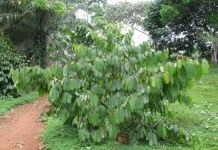Деревце коулы съедобной, или африканского грецкого ореха (Coula edulis)