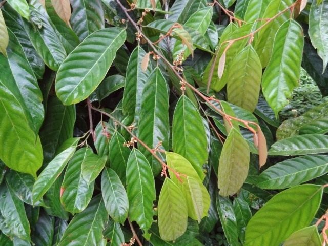 Листья коулы съедобной, или африканского грецкого ореха (Coula edulis)