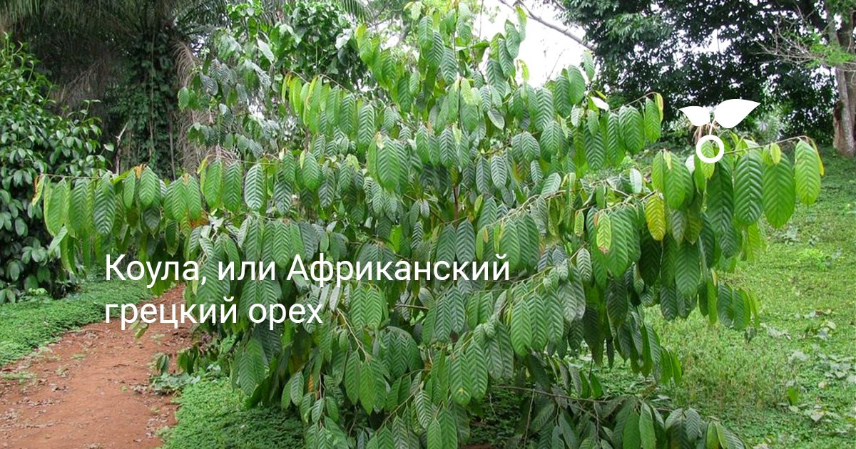 Коула, или Африканский грецкий орех. Описание, фото — Ботаничка
