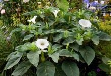 Дурман, или Датура (Datura)