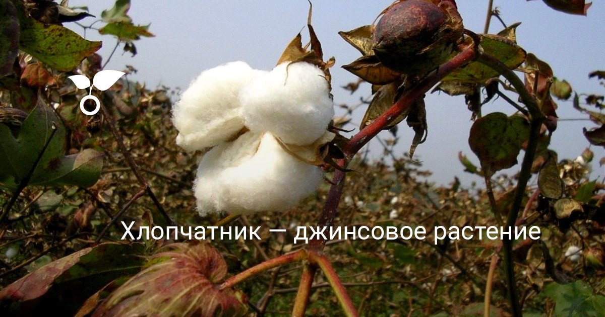 Хлопчатник — джинсовое растение. Описание, выращивание, размножение ...