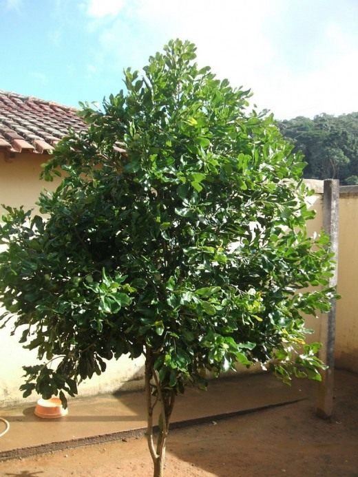 Дерево макадамия — австралийский орех, или киндаль (Macadamia)