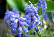 Мускари (Muscari)