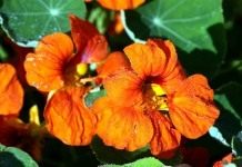 Настурция (Nasturtium)