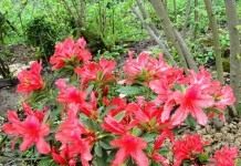 Рододендрон (Rhododendron)