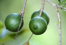Макадамия, или Австралийский орех (Macadamia)