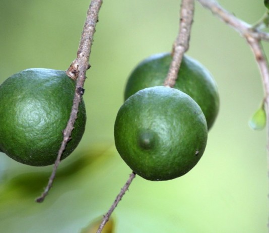 Макадамия, или Австралийский орех (Macadamia)