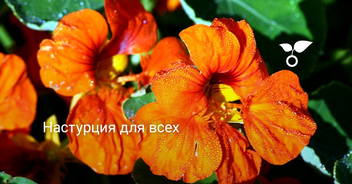 Настурция для всех. Уход, выращивание, размножение. Фото — Ботаничка