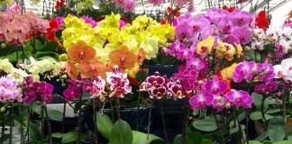 Выбор орхидей в магазине