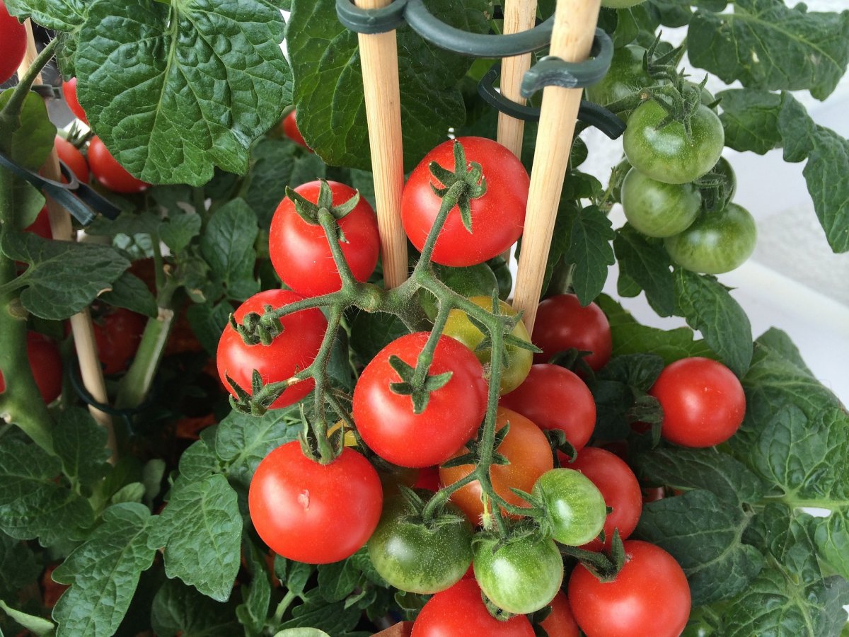 Как вырастить помидоры зимой в домашних условиях? Рекомендации