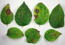 Аскохитоз (Ascochyta)